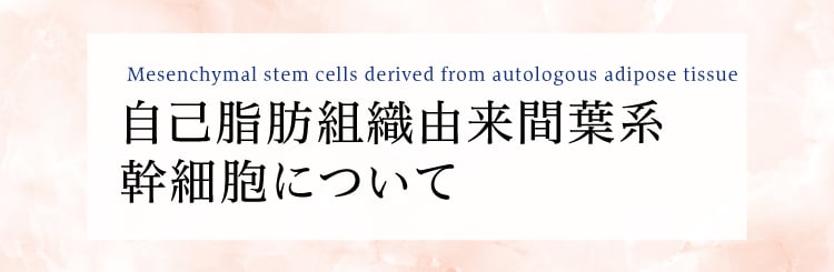 Mesenchymal stem cells derived from autologous adipose tissue　自己脂肪組織由来間葉系幹細胞について